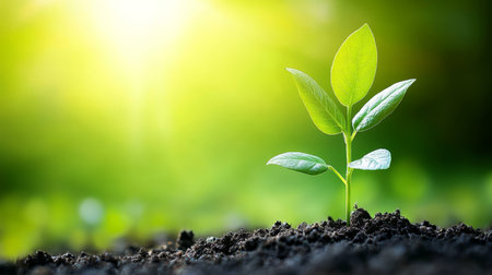 New Life, Young Plant Thriving in Fertile Soil, Growth, Agriculture, Farming, Spring, Natureの素材