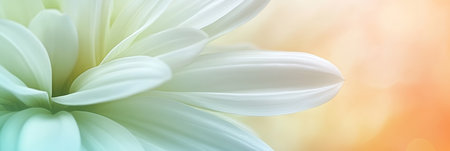 Gentle Embrace Macro Of White Daisy Petals Against Pastel Gradient, With Bokeh For Warmth And Magicの素材