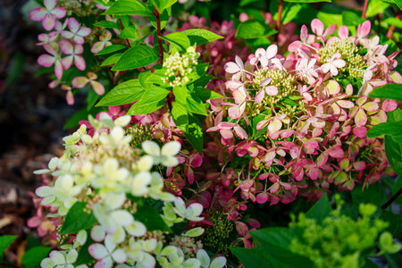 Close-up of Colorful Hydrangea Flowers in Full Bloom in Brugge, Belgium, Capturing Nature s Beauty