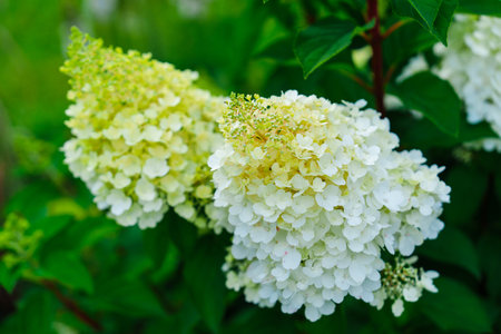 Close-up of white hydrangea flowers in full bloom in a garden. Bruges, Belgium.