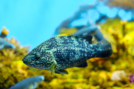 Dusky Rockfish Isolated On Greenish Water Background With Blurred Foreground And Background
