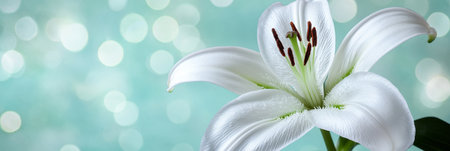 Elegant White Lily Bloom on a Soft Focus Turquoise Background, Nature Floral Photographyの素材