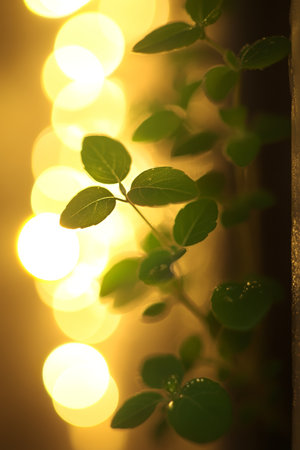 Green Plants Under String Lights Tranquil Home Decor , Cozy Interior , Blurred Effect, Nature Decorの素材