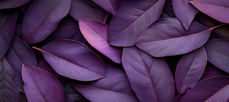 Deep Purple Leaves Abstract Nature Background, Close-Up of Overlapping Tropical Foliageの素材