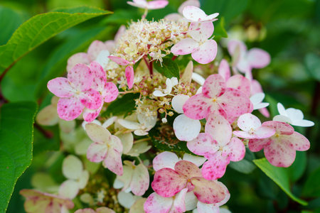 A Closeup of Delicate White and Pink Hydrangea Flowers in Bloom with a Green Background
