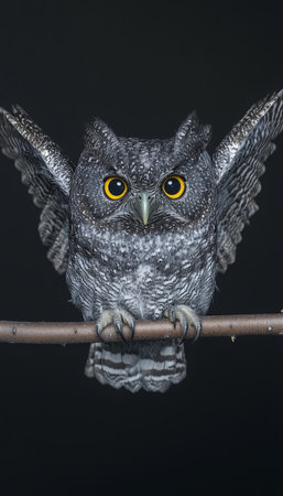 Eastern Screech Owl, Perched Menacingly with Outstretched Wings on Branch, Against Black Background.の素材