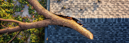 Fallen Tree on damaged shingle Roof during storm showing aerial, insurance.claim imageの素材