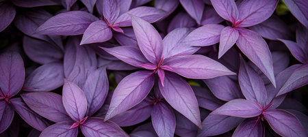 Vibrant Purple Leaves, Lush Foliage Background, Exotic Tropical Plant, Natural Texture, Close Upの素材