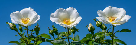 Three Pristine White Wild Roses in Bloom with Yellow Centers, Fresh Foliage, Unopened Buds, Blue Skyの素材