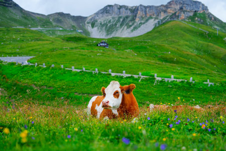Brown cow lying peacefully on a lush green meadow near the Swiss Alpsの写真素材