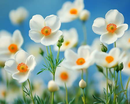 White Flowers with Orange Center, Green Stems, and Blurred Sky Background on Sunny Summer Dayの素材