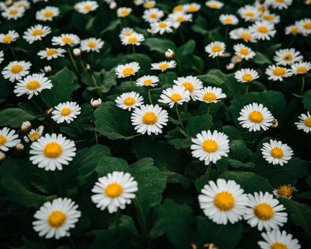 Field of White Daisies in Bloom, Spring Floral Background, Bright Daylight, Vivid Natural Colorsの素材
