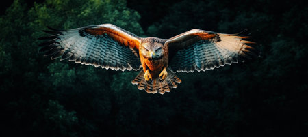 Flying Hawk on Black Backdrop Powerful Raptor Spreading Wings in Dynamic Action Shotの素材