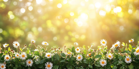 Sun-Drenched Meadow, a Vibrant Panorama of Blooming Daisies and Dandelions in Springtimeの素材