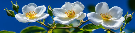 White Roses In Full Bloom Against a Vivid Blue Sky, Floral Background, Springtime Blossomの素材