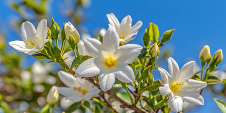 Blooming White Flowers A Sunny Day Delight With Yellow Centers And Lush Green Leavesの素材