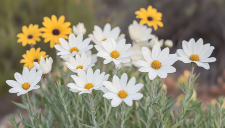 Field of White and Yellow Daisies in Bright Sunlight, Creating a Cheerful and Vibrant Atmosphereの素材