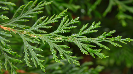 Close Up Macro, A Single Evergreen Thuja Tree Branch With Water Droplets After The Rain.の素材