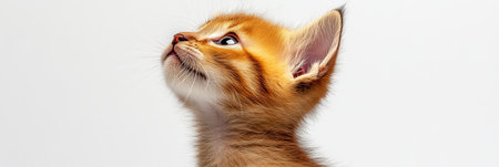 Curious Ginger Kitten Portrait Adorable Tabby Cat with Piercing Gaze on White Backgroundの素材