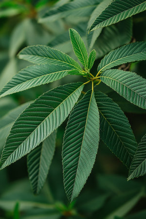 Lush Green Foliage, Vibrant Green Leaves Captured Up Close, Highlighted Veins, Natural Backgroundの素材