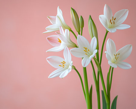 Delicate white lily flowers, soft pink background, floral arrangement for spring, nature, springtimeの素材