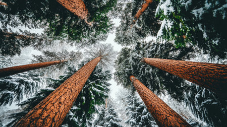Looking Up at Snow-Covered Evergreen Trees in a Winter Wonderland, Creating a Natural Frameの素材