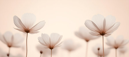 Gentle, Delicate Cosmos Flowers on a Subtle, Pastel Background with an Abstract, Nature Conceptの素材