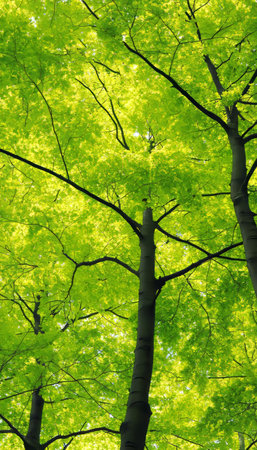 Looking Up A Canopy of Vibrant Green Leaves in the Forest, Sunlight Streaming Throughの素材