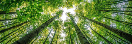 Green Canopy, Awe-Inspiring View Of Tall Trees In The Forest With Sunlight. Summer Beauty Of Nature.の素材