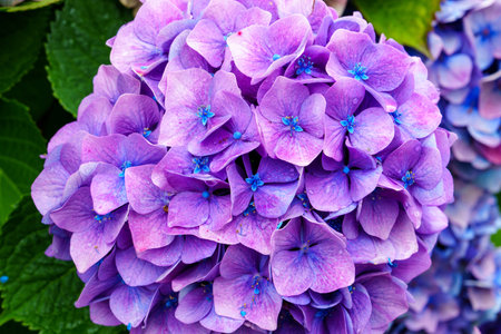 Close-up of a beautiful purple hydrangea flower in full bloom with a blurred background.の写真素材