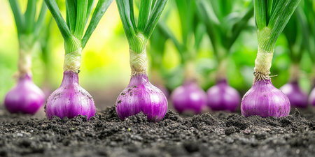 Fresh purple onions growing in garden bed with soil, shallow depth of field. Organic vegetables.の素材