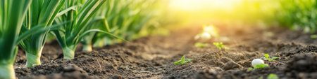 Healthy Green Onion Tops Growth On Agricultural Springtime Farms, Freshly Cultivated Gardenの素材