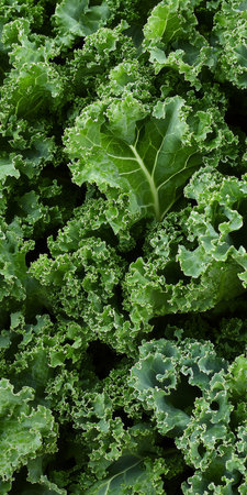 Close-up of fresh organic curly green kale plant, nature background. Healthy vegan food texture.の素材
