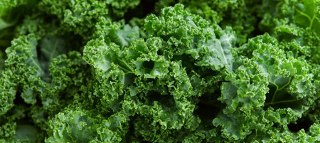 Close-Up Of Fresh, Vibrant Green Kale Growing In A Garden, Perfect For Healthy Recipesの素材