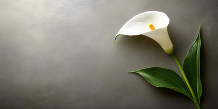 Elegant White Lily Flower on a Dark Grey Background with Copy Space for Text or Design.の素材