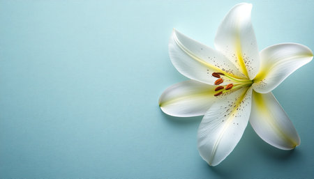 Elegant White Lily on a Pastel Blue Background Minimalist Floral Photography with Copy Spaceの素材