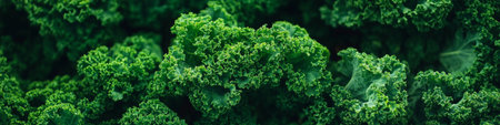 Closeup of fresh, vibrant organic kale. A nutrient rich leafy green background in full frame.の素材