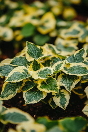 Lush Green and Yellow Hosta Plants, a Perennial Favorite for Shade Gardens and Landscapingの素材