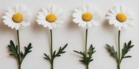 Four Fresh White Daisies with Yellow Centers Isolated on a White Background, Copy Spaceの素材