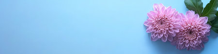 Two Delicate Pink Chrysanthemums On Apastel Blue Background With Copy Paste,,Minimalistic Bannerの素材