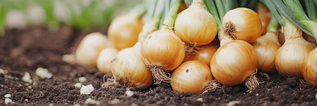 Freshly Harvested Organic Yellow Onions Laying On The Ground In A Garden Bed With Rich Soilの素材