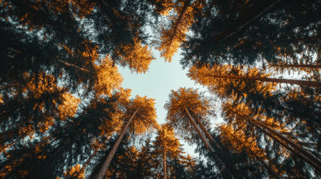 Looking Up at the Majestic Heights of a Golden Autumn Forest Canopy, Creating a Circular Frameの素材