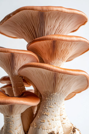 Stacked Delicate Autumn Clusters Edible Enoki Mushrooms Photographed on White Backgroundの素材