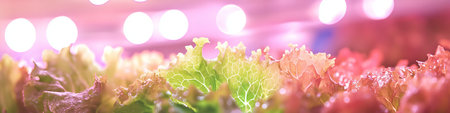 Close-Up Of Vibrant Green Lettuce Growing Under Pink LED Grow Lights In An Indoor Vertical Farmの素材