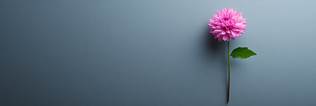 Pink Chrysanthemum Flower with Stem and Leaves on a Solid Grey Background with Copy Spaceの素材