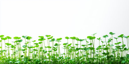 Fresh Green Centella Asiatica Plants Growing In A Row Isolated on a White Backdrop With Lush Leavesの素材