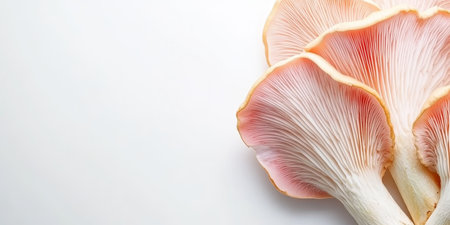 Pink Oyster Mushrooms on White Background,. Delicate, Elegant Fungi Close Up, Horizontal Formatの素材
