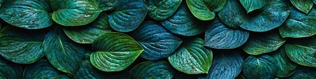 Lush, Vibrant Green Hosta Leaf Texture, Natural Background for Gardening and Nature Conceptsの素材