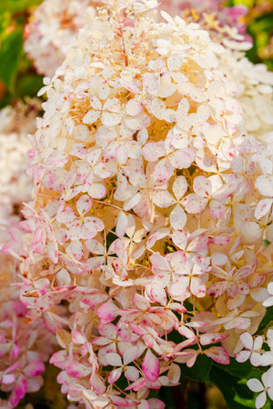 Close-up of a beautiful white and pink Hydrangea flower in full bloom with intricate petal details