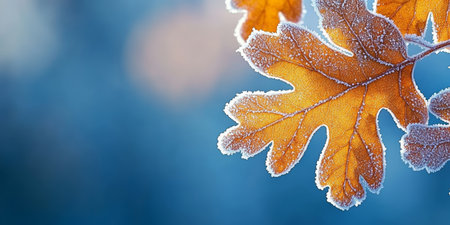 Golden and Frosted Crisp Autumn Oak Leaves Embraced by Delicate Frost on Serene Blue Backgroundの素材